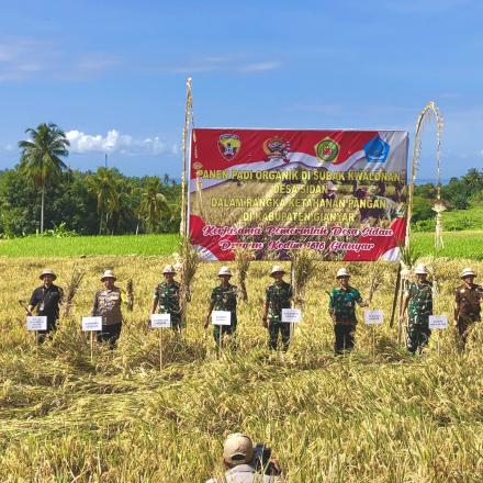 Panen Padi Organik Desa Sidan - Kerjasama Pemerintah Desa Sidan Dengan Kodim 1616 Gianyar